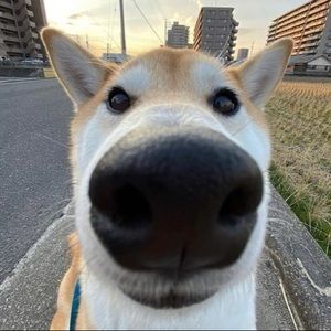 Meet your Posher, Adrian